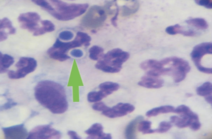 Рис. 11 Рис. 11