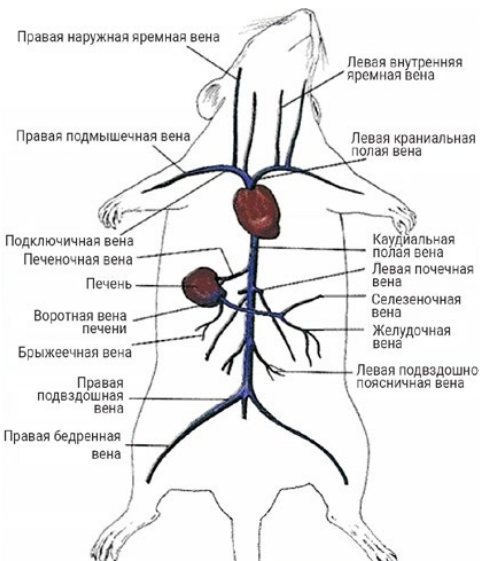 Полная Вена Фото