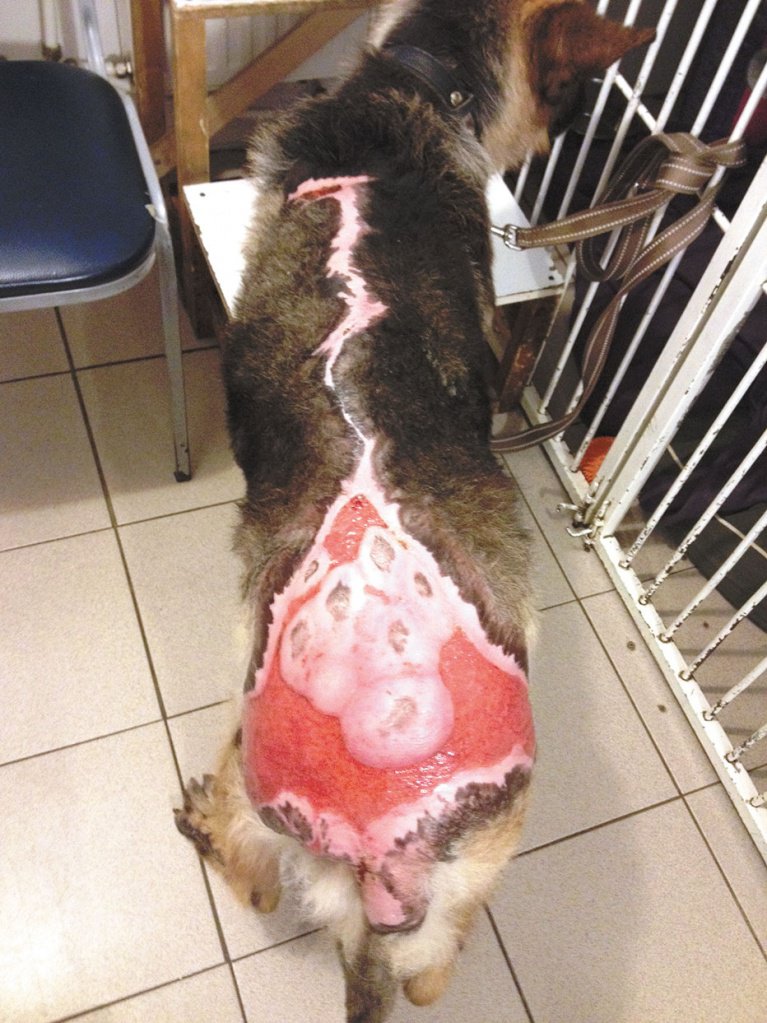 Вид животного через 2 месяца после операции. В области правого и левого бедра с латеральной стороны сохранены значительные дефекты кожи.