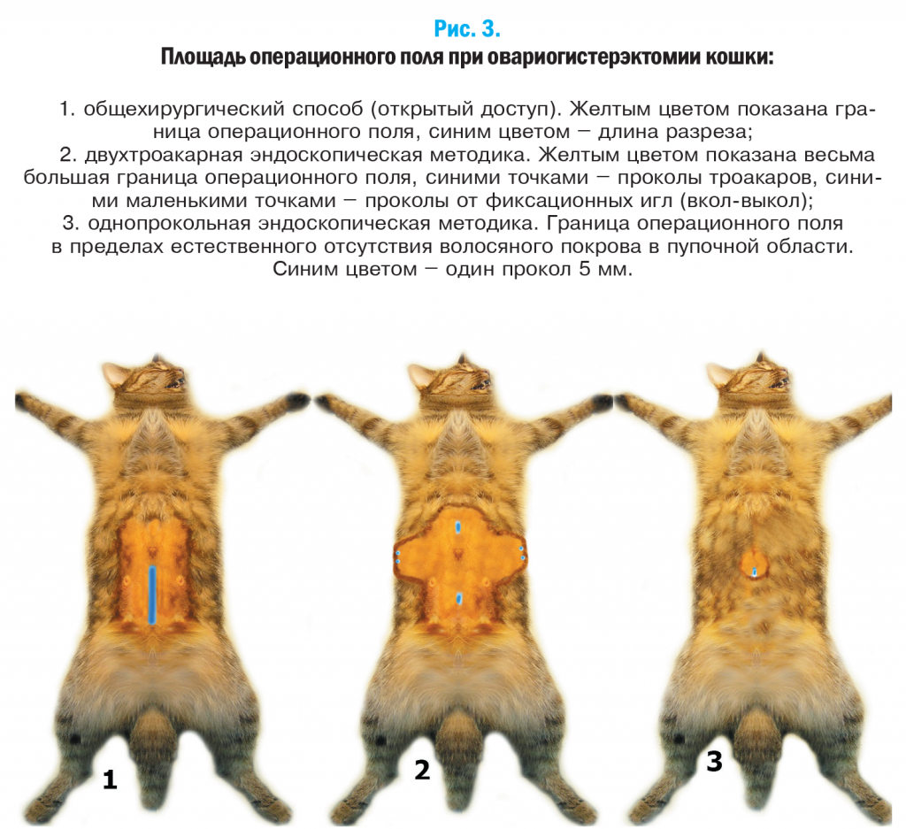 Схема кастрации кота